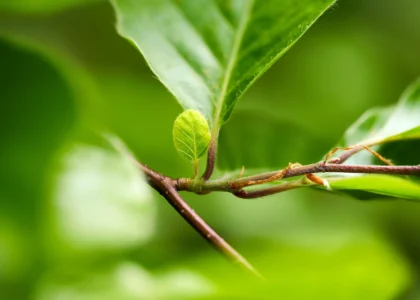 SilvaCauta Individuell