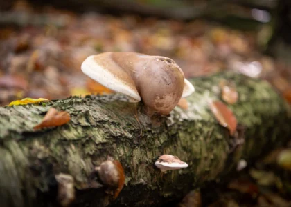 Achtsame Naturerlebnisse