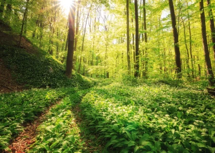 歩く Wandern